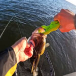 В Чехии поймана тигровая форель длиной 65 см — подробности и фото