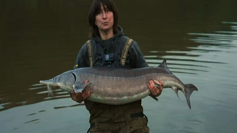 Осінній жор осетра на Львівщині: як спіймати трофей на 24 кг