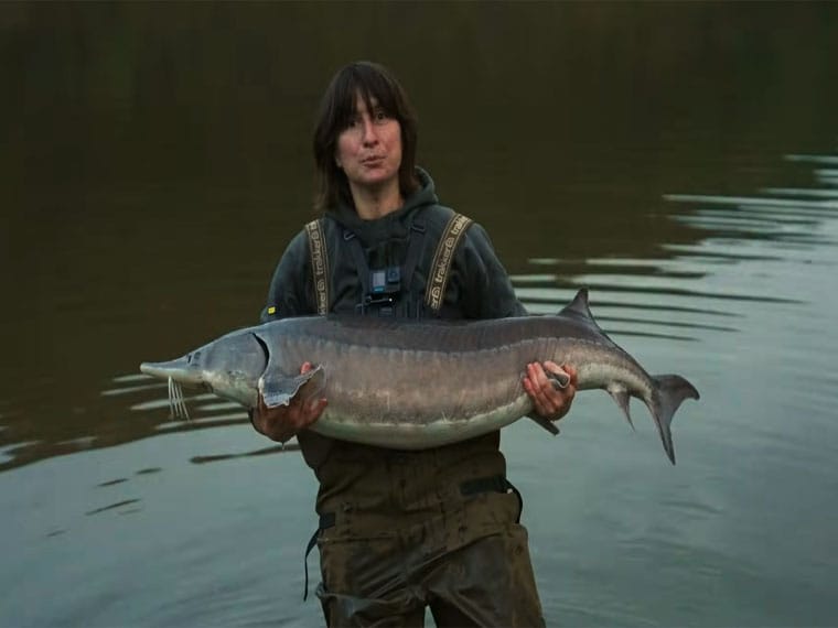 Осінній жор осетра на Львівщині: як спіймати трофей на 24 кг