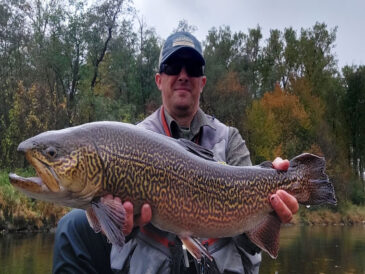 У Чехії спіймали гігантську тигрову форель 65 см