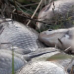 Детальний прогноз кльову риби в Україні на тиждень 13-19 жовтня 2025: погода, фаза Місяця та поради