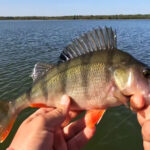 Осінній карась клює як скажений: секретний рецепт тіста з насіння