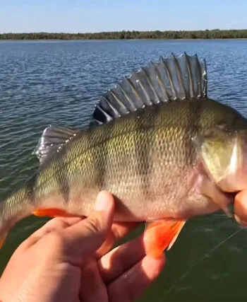 Осінній лов окуня: важкий джиг і дрібна приманка
