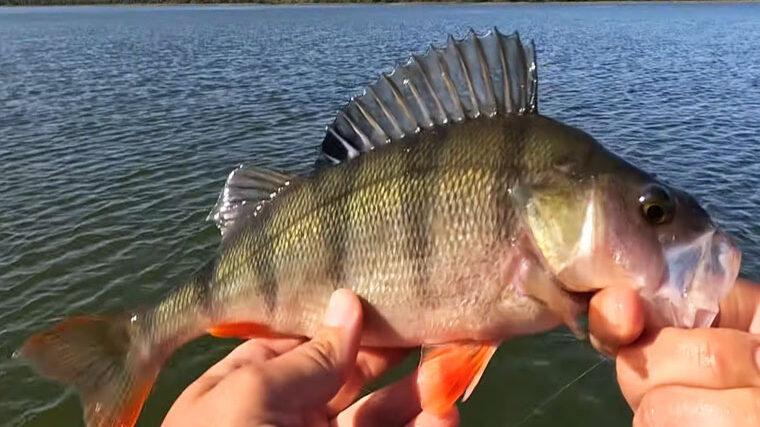 Осінній лов окуня: важкий джиг і дрібна приманка