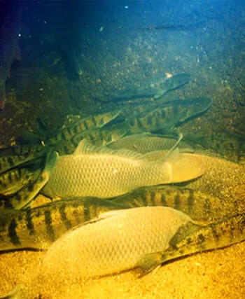 Штрафи для риболовлі: що суворо заборонено з 1 листопада 2025