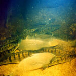 Прогноз клева рыбы в Украине на неделю 20–26 октября: когда и где ждать активного клева