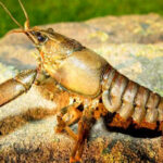 Ловля зграйного окуня біля брівок у жовтні – рекомендації експерта