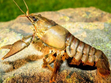 З 1 жовтня в Україні скасували заборону на вилов раків