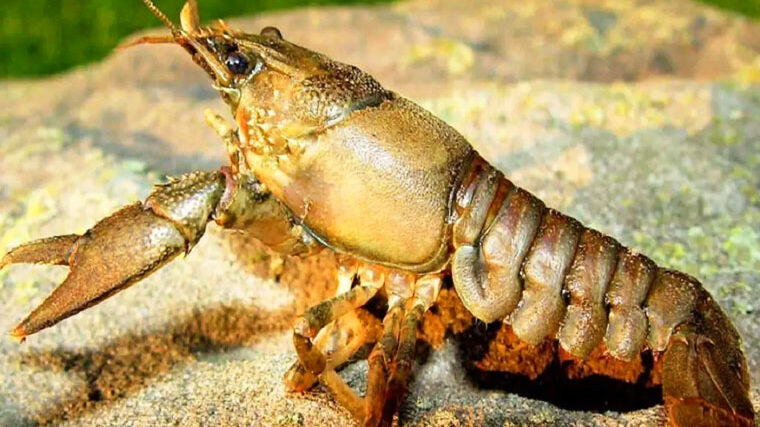 З 1 жовтня в Україні скасували заборону на вилов раків