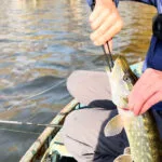 5 приманок, на які щука атакує в листопаді