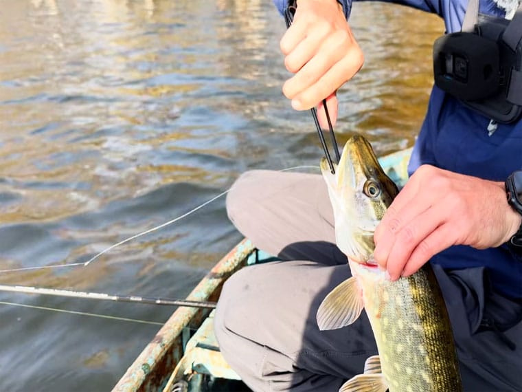 5 приманок, на які щука атакує в листопаді