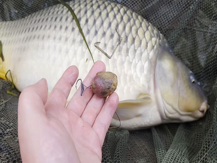 Чем прикармливать карпа в ноябре - рекомендации эксперта