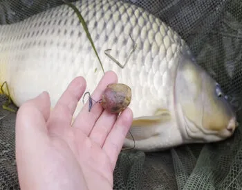 Чим підгодовувати коропа в листопаді - рекомендації експерта