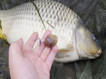 Короп пізньої осені: робочі прикормки при температурі нижче +10