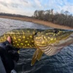 Рибалки розповіли про ефективні приманки для лову жереха восени