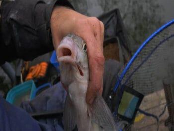 Де шукати ляща в листопаді - поради експерта з фідерної ловлі