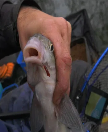 Де шукати ляща в листопаді - поради експерта з фідерної ловлі