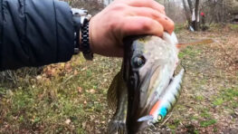 Де шукати щуку з берега, якщо лов на зимувальних ямах вже під забороною?