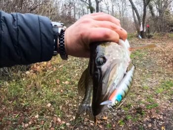 Де шукати щуку з берега, якщо лов на зимувальних ямах вже під забороною?