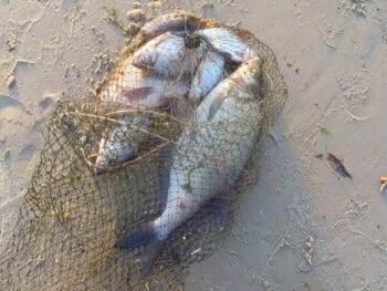 Фідеристи Києва розкрили тактику на ляща та плоскирку