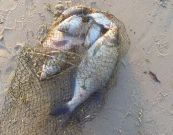 Фідеристи Києва розкрили тактику на ляща та плоскирку