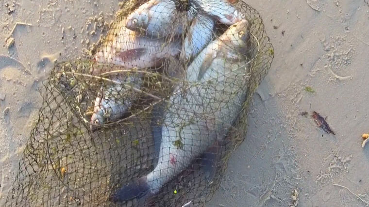 Фідеристи Києва розкрили тактику на ляща та плоскирку