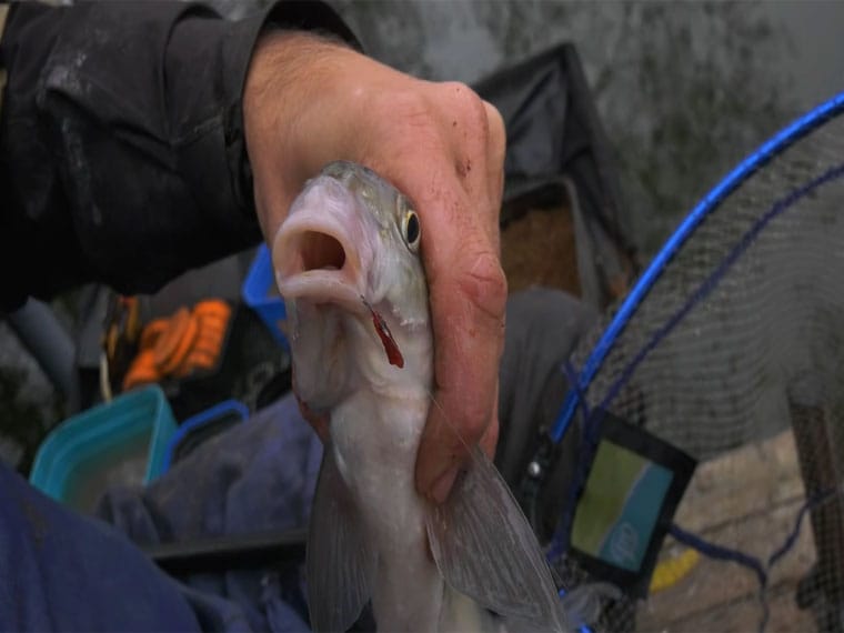 Где искать леща в ноябре - советы эксперта по фидерной ловле