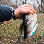 «Бой на Вовкове»: как прошел Кубок Киевской области по ловле форели (видео)