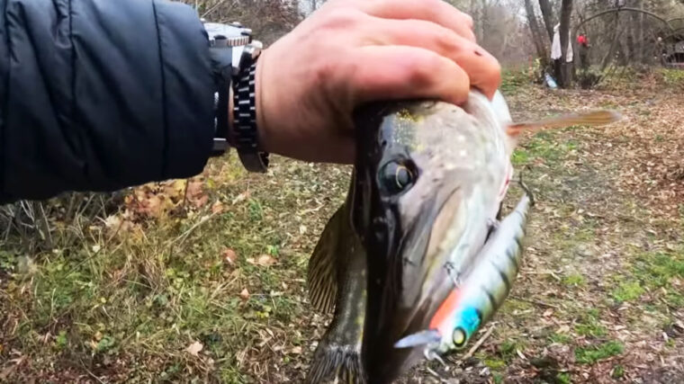 Где искать щуку с берега, если лов на зимовальных ямах уже под запретом