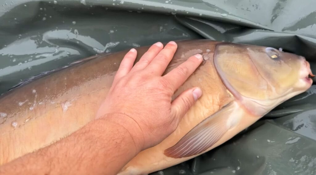 Карпятники подвели итоги осеннего сезона: где ловили и на что клевал трофейный карп