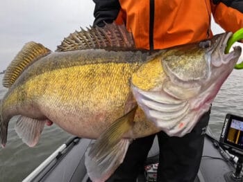 Глибини для лову судака в середині листопада
