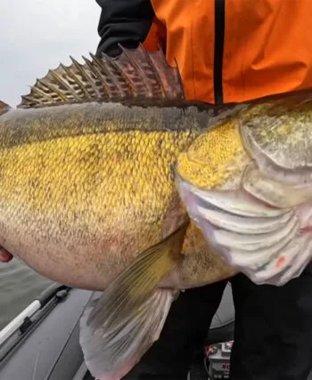 Глибини для лову судака в середині листопада