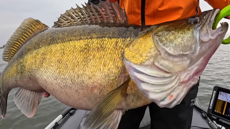 Глибини для лову судака в середині листопада