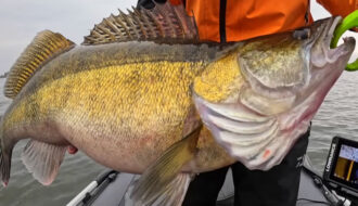 Глубины для ловли судака в середине ноября