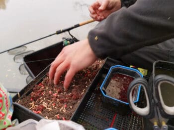 Хіт листопада: підгодовування з часнику, від якого карась втрачає обережність