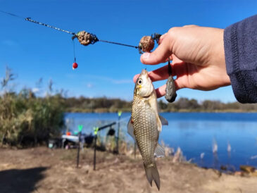 Как ловить карася: 5 рабочих советов для новичков