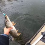 Стоит ли использовать дипы и ароматизаторы (спреи) для насадки при ловле фидером в ноябре, или их резкий запах в ледяной воде наоборот отпугнет рыбу?