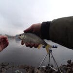 Спиннингисты назвали рабочие цвета приманок для жереха в ноябре
