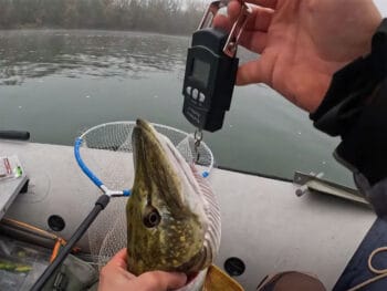 Как заставить пассивную щуку клевать в ноябре