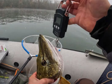 Как заставить пассивную щуку клевать в ноябре