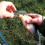 Цвет, запах, вкус — три секрета волшебной перловки, которая делает рыбалку трофейной