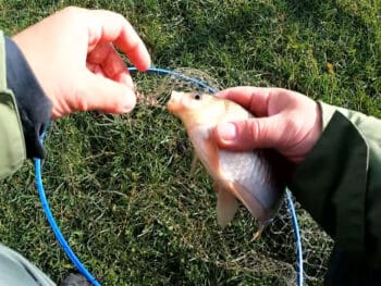 Приманка з аптечних вітамінок: карась клює без зупинки