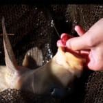 Поплавочная ловля в ноябре: плотва и карась по холодной воде