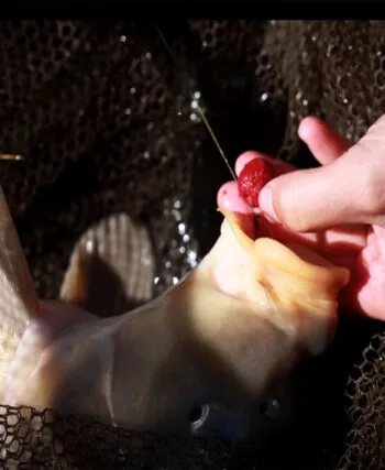 Експерт розповів, коли закінчувати сезон ловлі коропа