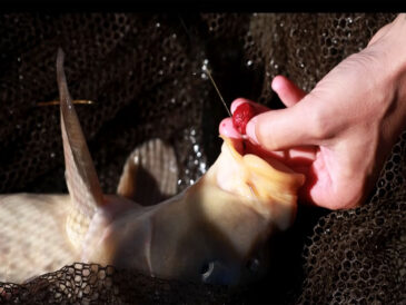 Експерт розповів, коли закінчувати сезон ловлі коропа
