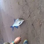 Стоит ли использовать дипы и ароматизаторы (спреи) для насадки при ловле фидером в ноябре, или их резкий запах в ледяной воде наоборот отпугнет рыбу?