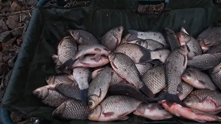 Лучшая насадка из макарон на карася и леща - рецепт, который работает