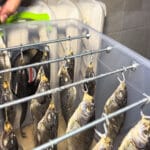 Заговор производителей раскрыт: одна дырка в воблере заменит вам 5 приманок