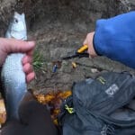 Рыбак показал хитрый трюк, как узнать возраст карася прямо на берегу