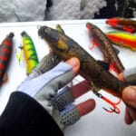 Семь видов рыб, которые можно ловить без ограничений в 2026 году: официальное разъяснение